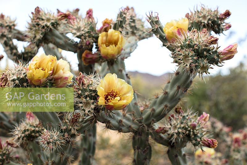 Cylindropuntia versicolor 'Staghorn cholla cactus' in flower, Sonoran Desert, Arizona.