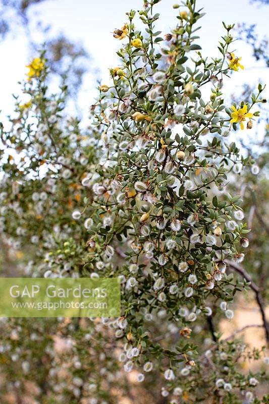 Larria tridentata 'Creosote bush', Sonoran Desert, Arizona,US.