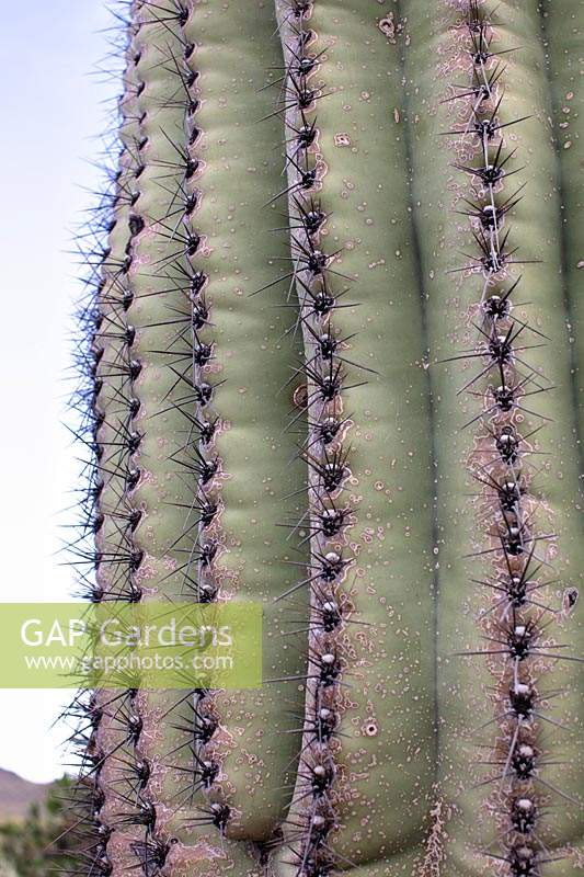 Carnegiea gigantea 'Saguaro cactus' showing pattern of spines, Sonoran Desert, Arizona, US.