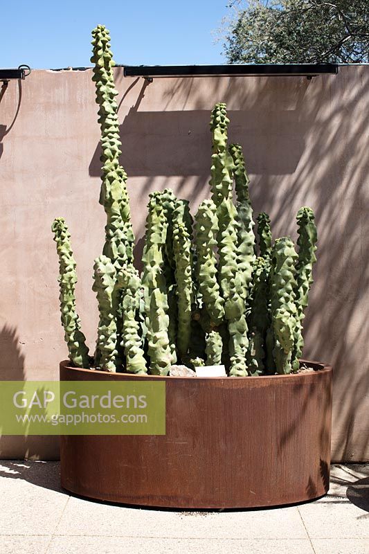 Large rustic container planted with Pachycereus schottii monstrosus - Totem Pole Garabullo - on terrace by wall