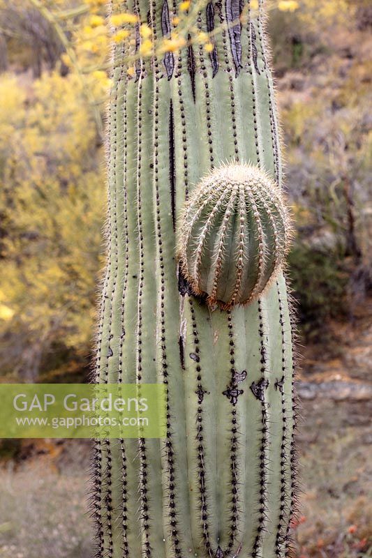 Carnegiea gigantea - Saguaro Cactus - budding off a new limb