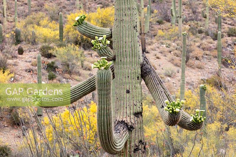 Desert upland landscape with flowering Carnegiea gigantea  - Saguaro Cactus
