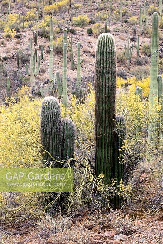 Desert upland with young Carnegiea gigantea  - Saguaro Cactus - emerging from the protective shade of Cercidium microphyllum  - Foothills Palo Verde Tree