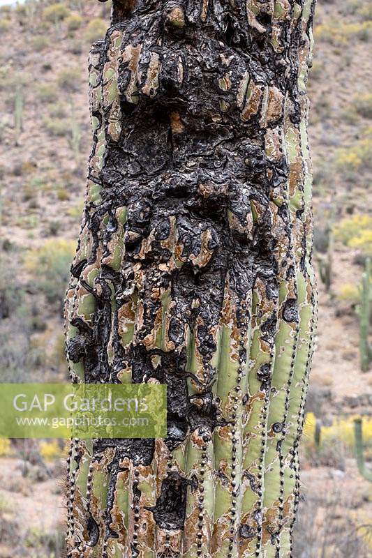 Carnegiea gigantea  - Saguaro Cactus - close-up showing spines and scarring whose likely cause was gunshot wounds