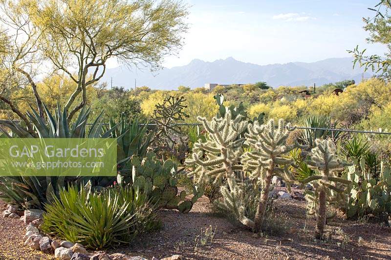 A private desert cactus and succulent garden featuring gravel bed of Agave, Yucca and Cacti,  borrowed view beyond of suburbs and mountains