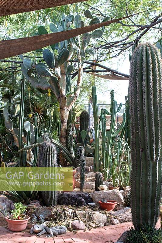 Shaded area in private desert cactus garden with Opuntia spp. Carnegiea gigantea 'Saguaro cactus' and Pachycereus schottii 'Senita or Garunmullo'. Many of the cacti here are rescue plants from state and commercial infrastructure projects.