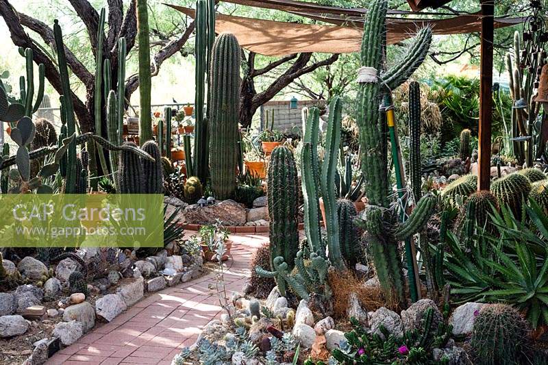 Shaded area in private desert cactus garden with Carnegiea gigantea 'Saguaro cactus', Pachycereus schottii 'Senita or Garunmullo', Ferrocactus and many more. Many of the cactii and succulents seen here are rescue plants from state and commercial infrastructure  projects.