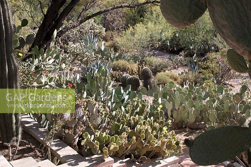 Borders with agaves and cactii in a private garden housing a large collection of cactii and succulents many of which are rescue plants from state infrastructure projects. Tucson, Arizona, US.