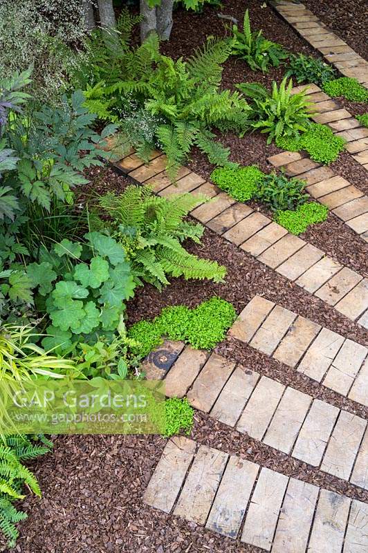 Groundcover plants: Polystichum polyblepharum, Blechnum spicant, Soleirolia soleirolii and Hakonechloa macra 'Aureola'  along curved path of bark and sliced logs in Believe in Tomorrow Garden - RHS Hampton Court  Palace Garden Festival 2019 