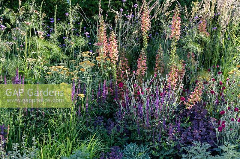 Mixed planting in The Cancer Research UK Pledge Pathway to Progress. RHS Hampton Court  Palace Garden Festival, 2019.
