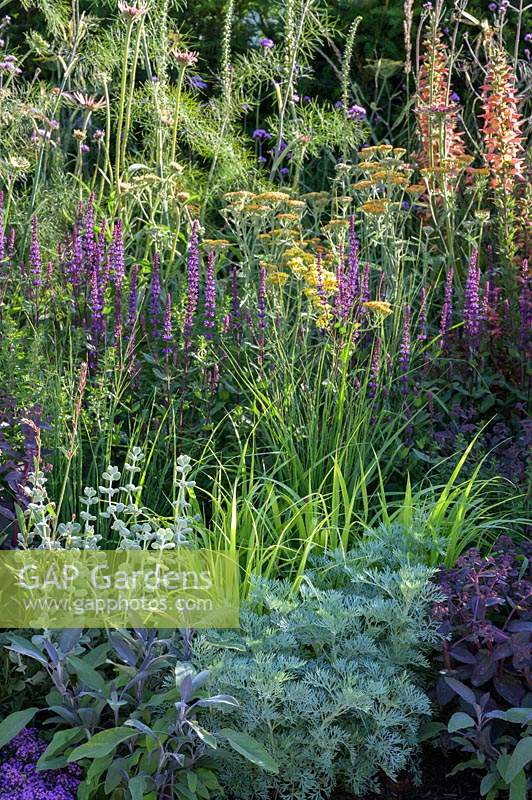 Mixed planting in The Cancer Research UK Pledge Pathway to Progress. RHS Hampton Court Palace Garden Festival, 2019.