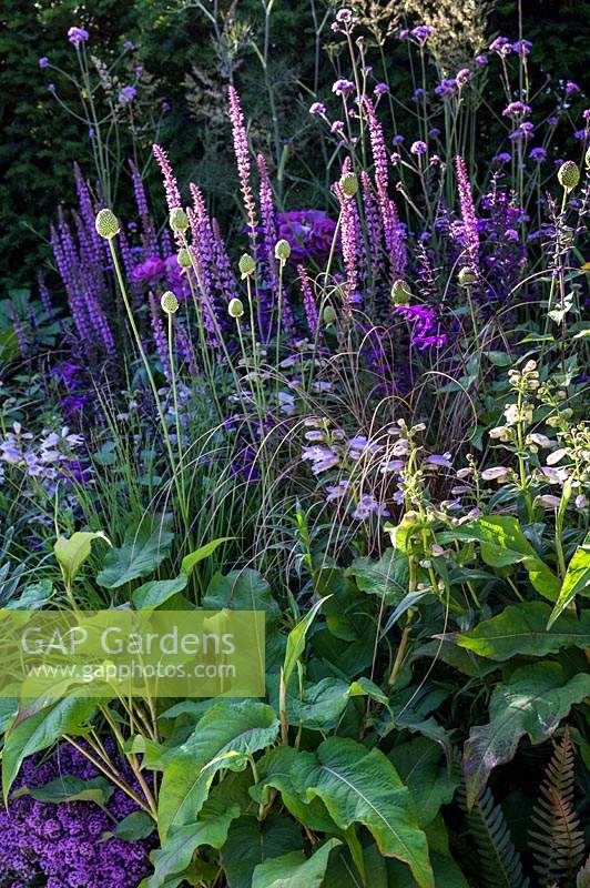 Planting with Salvia nemorosa 'Amethyst', Penstemon, and Persicaria foliage in  The Cancer Research UK Pledge Pathway to Progress. RHS Hampton Court Palace Garden Festival, 2019.

