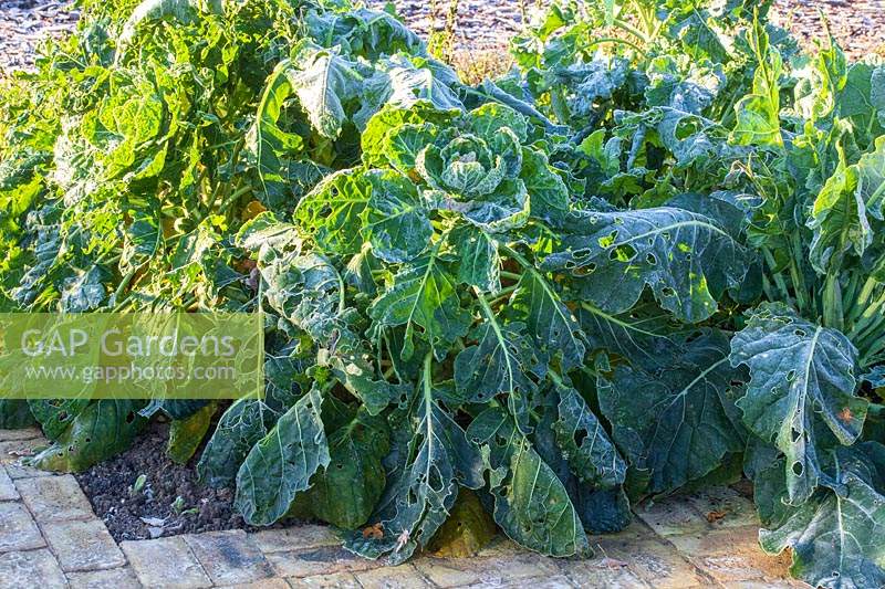 Brussel Sprouts 'Trafalgar' on stalk with frost. 