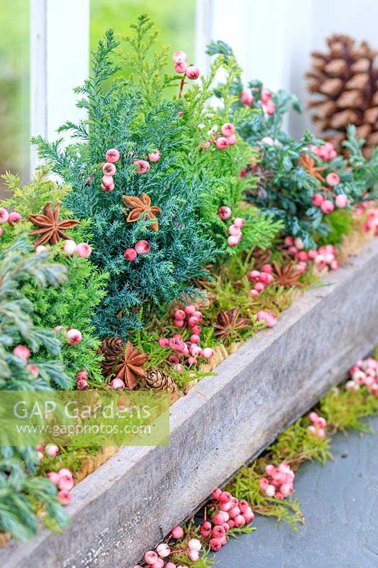Arrangement in wooden box with miniature conifers, moss, Sorbus berries and star anise. 