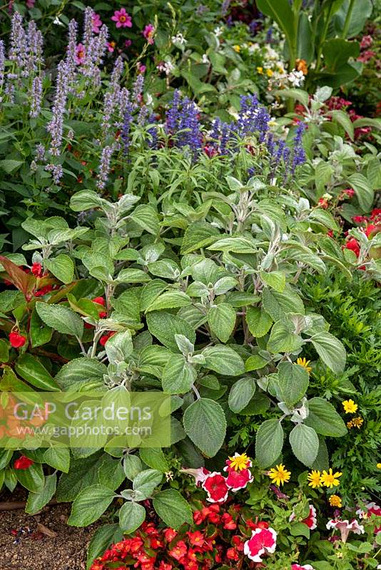 Flowerbed with Plectranthus argentatus 'Silver Shield'