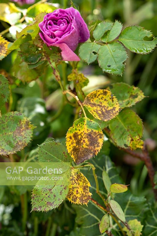 Diplocarpon rosae - Rose black spot disease on leaves
