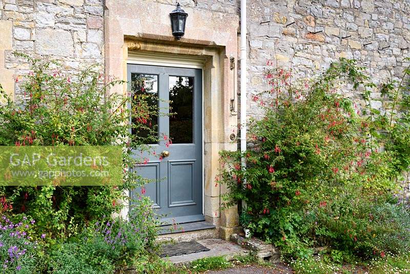 Front door framed with fuchsias, purple linaria and Erysimum 'Bowles' Mauve' and self seeded Erigeron karvinskianus at the Old Vicarage, Weare, Somerset, UK