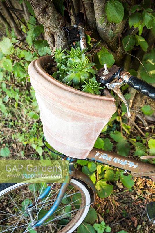 Terracotta planter with succulents mimicking a bicycle basket.