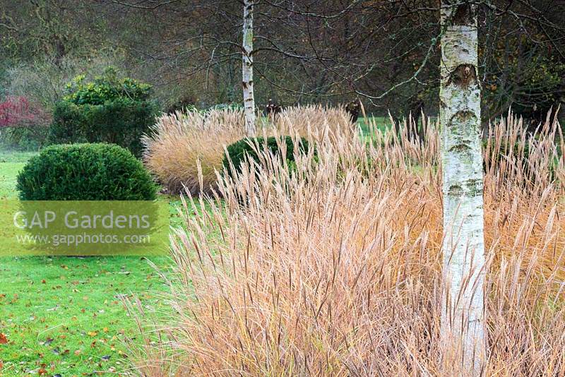 Miscanthus sinensis 'Kleine Silberspinne' punctuated by Betula ermanii at Heale House, Wiltshire.