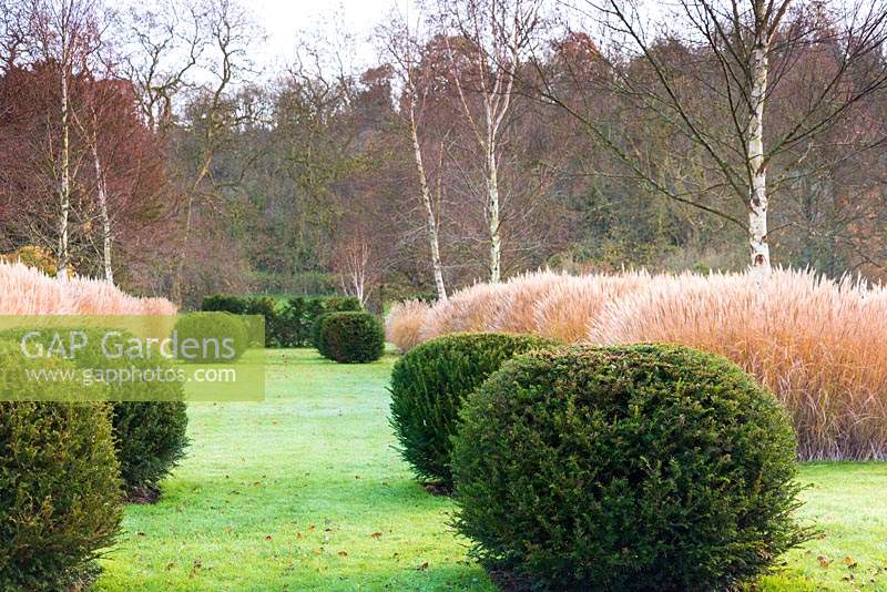 Clipped yews, Miscanthus sinensis 'Kleine Silberspinne' and Betula ermanii at Heale House, Wiltshire in November