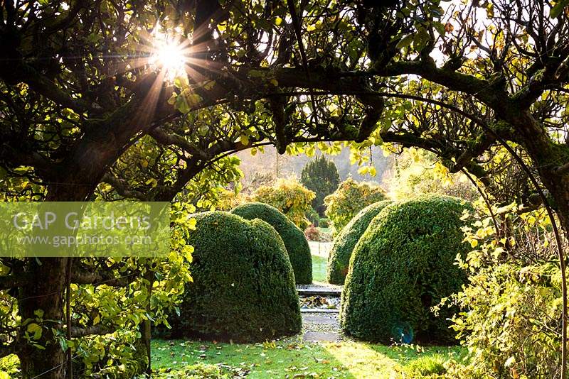 View through arch tunnel to clipped box in the Tunnel Garden at Heale House, Wiltshire in November