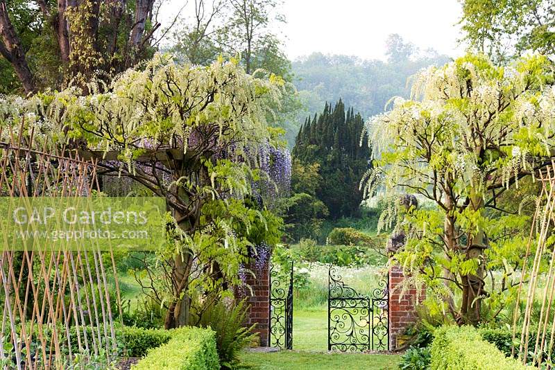 Gate leading out of the Tunnel Garden between white Wisteria floribunda 'Alba' growing on the pergola at Heale Gardens, Middle Woodford, Wilts in May