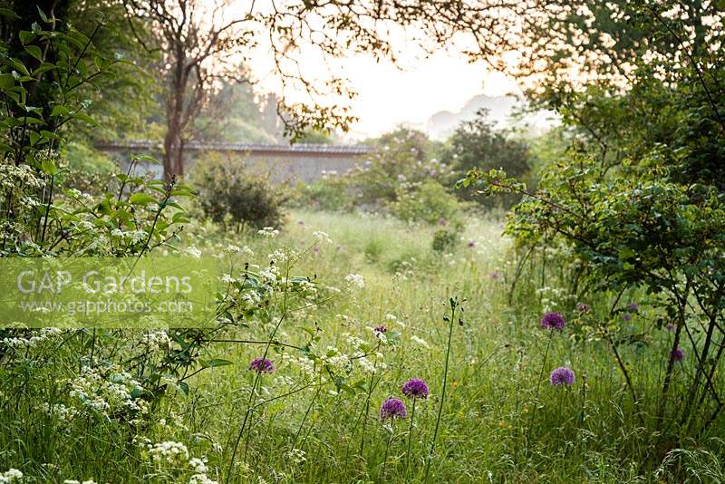 Allium 'Purple Sensation' and cow parsley in long grass at Heale Garden, nr Salisbury, Wilts in May.