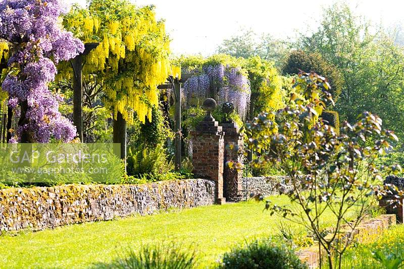 Pergola festooned with Laburnum x watereri 'Vossii' and wisteria at Heale Garden, Wiltshire, UK. 