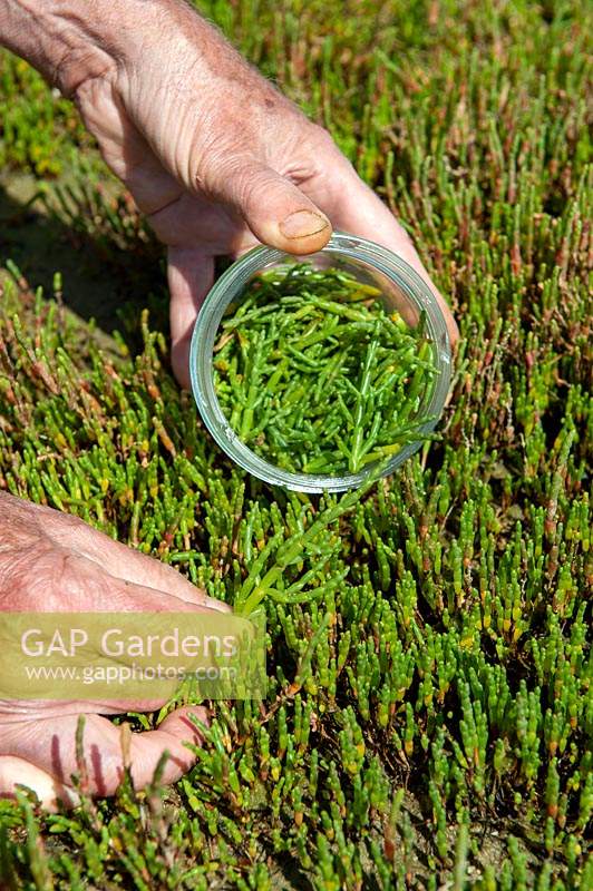 Picking Salicornia europaea - Common Glasswort