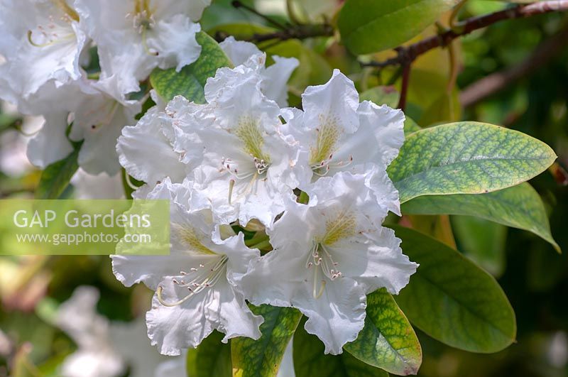 Rhododendron 'Cunningham's White' 