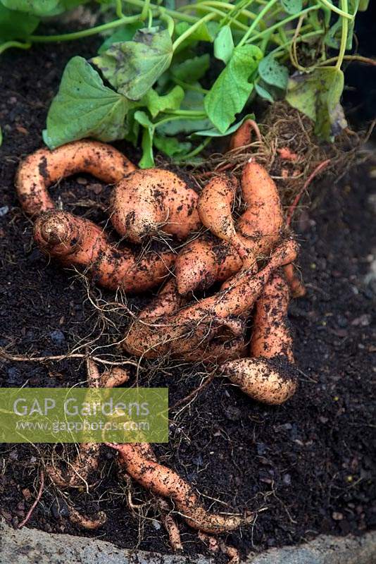 Ipomoea batatas 'Beauregard' - Sweet Potato crop yield 