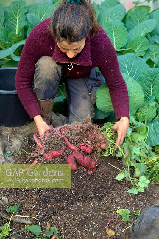 Gardener harvesting Ipomoea batatas 'Murasaki' - Sweet Potato grown in a 20 litre pot. 