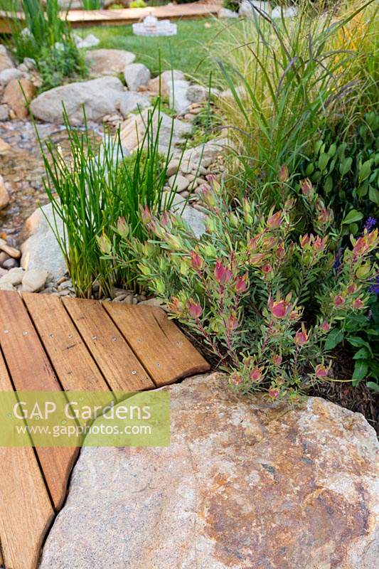 Detail of a timber boardwalk that has been cut to conform to the shape of a rustic sandstone rock with Baumea articulata and Leucadendron salignum