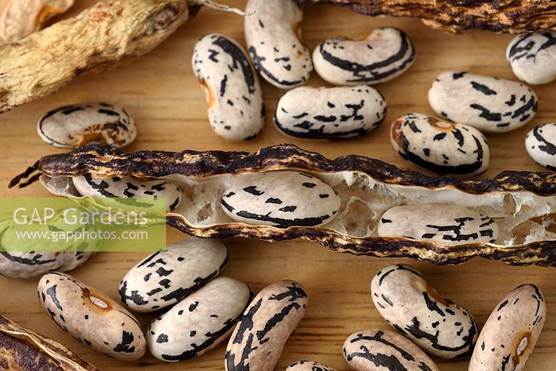 Phaseolus vulgaris  'Selma Zebra'  - Climbing French bean - Dried beans saved for seed  