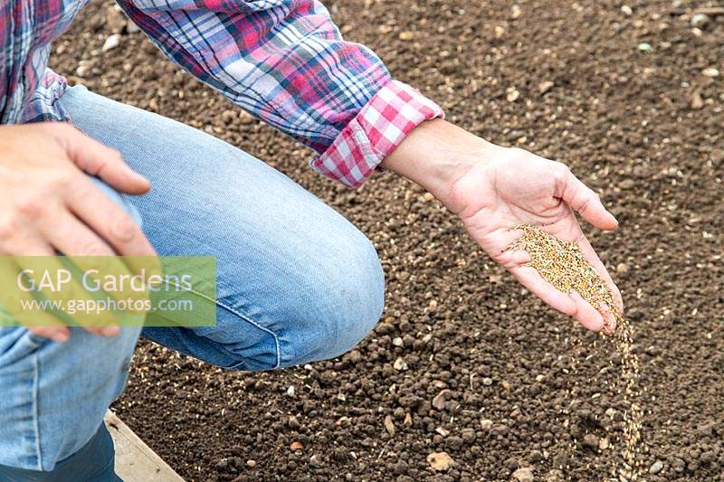 Woman scattering seeds for Green manure in Autumn.