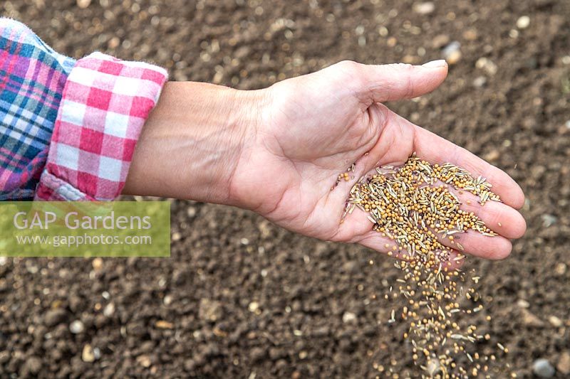 Woman scattering seeds for Green manure in Autumn