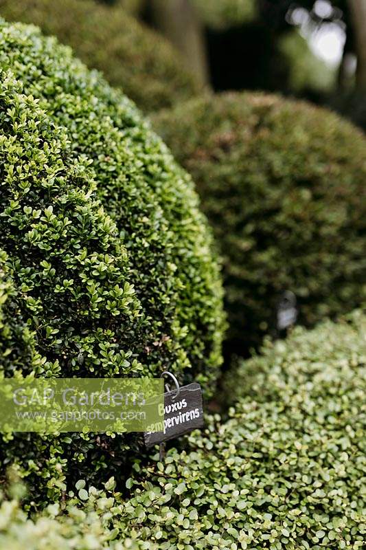 Clipped Buxus sempervirens with plant label in Les Jardins d Etretat, Normandy, France