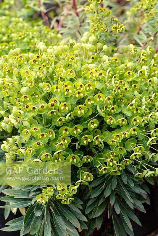 Euphorbia x martinii Tiny Tim