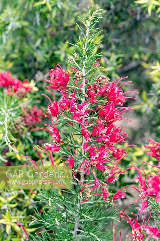 Grevillea rosmarinifolia 'Scarlet Sprite'