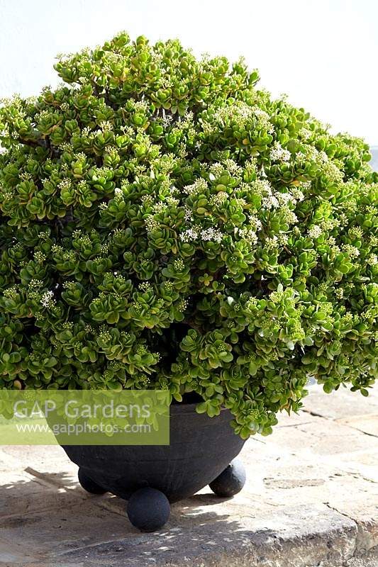 Crassula ovata - Jade Plant 