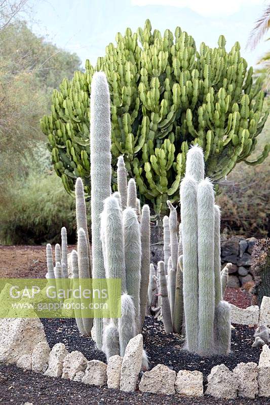 Cephalocereus senilis - Old Man Cactus 