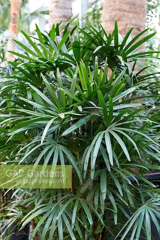 Rhapis excelsa - Bamboo Palm
 
