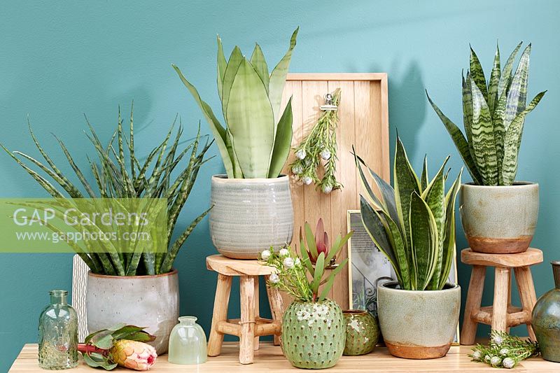 Sansevieria collection displayed in living room.