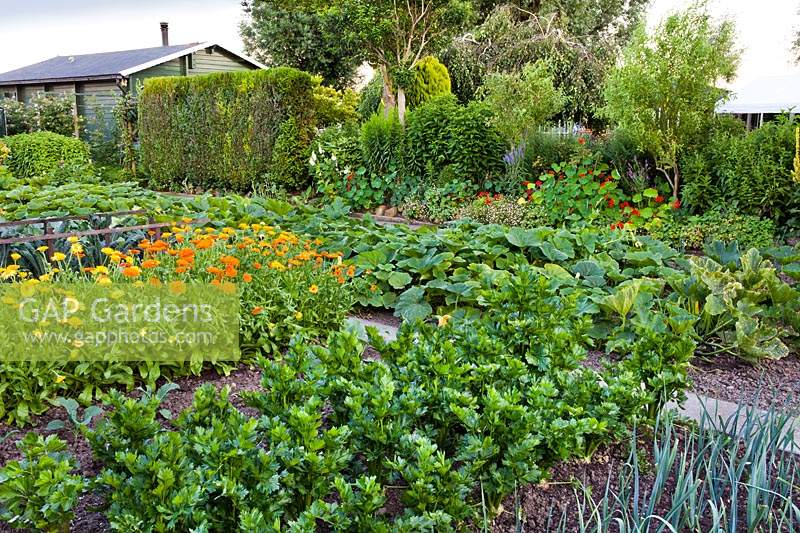 Kitchen garden with Celery - Apium graveolens, marigoilds - Calendula officinalis, leeks - Allium porrum and pumpkins - Cucurbita pepo.