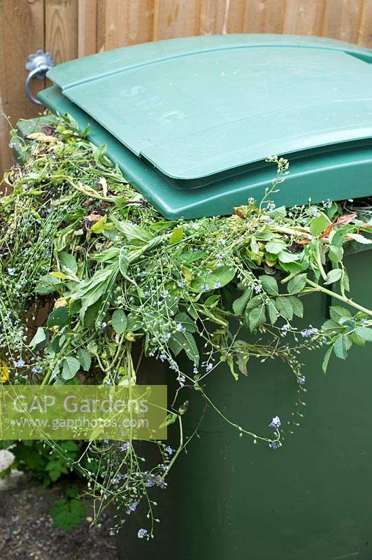 Green garden waste for composting - Dug up weeds and plants in a green wheelie bin