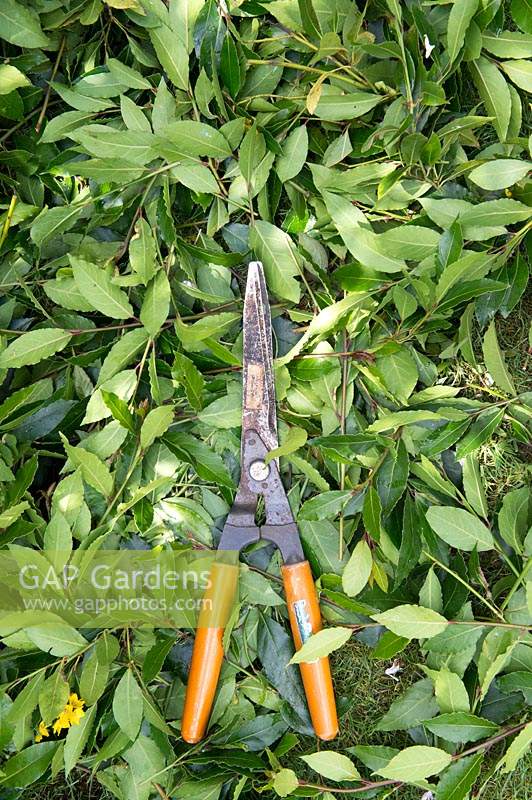 Laurus nobilis - Pruned Bay tree with shears in an english garden
