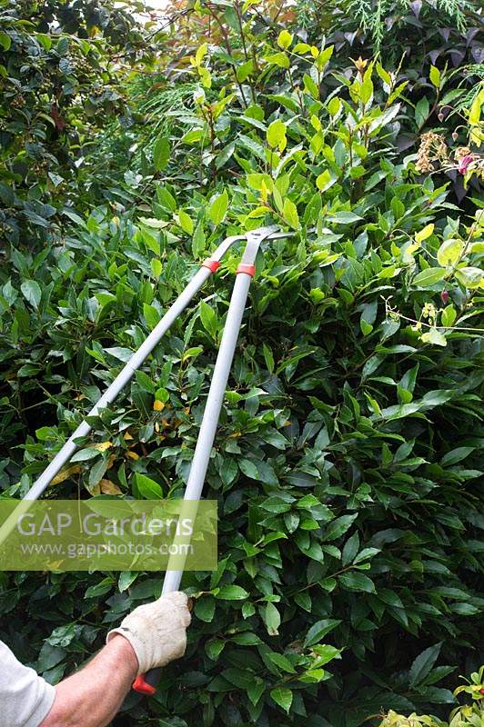 Laurus nobilis - Gardener prunning a bay tree with pruning shears
