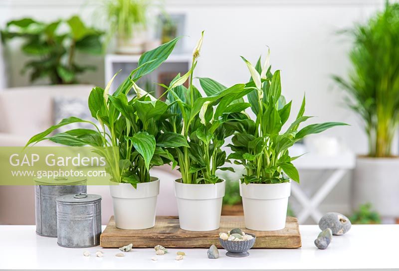 Three pots with Spathiphyllum 'Pearl Cupido'