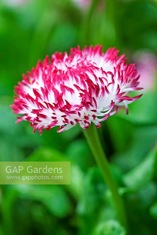 Bellis perennis 'Habanera White With Red Tips' - Common Daisy