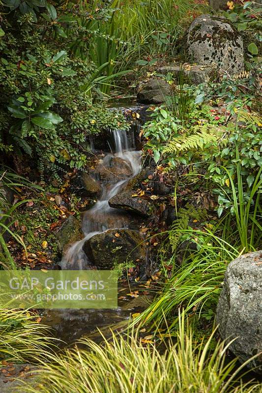 Small waterfall framed by evergreen shrubs, grass-like foliage